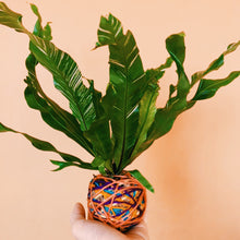 Load image into Gallery viewer, Latte Kokeball