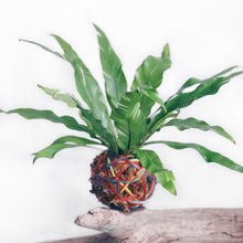 Load image into Gallery viewer, Latte Kokeball