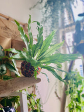 Load image into Gallery viewer, Latte Kokeball