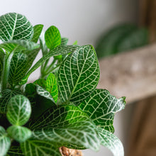 Load image into Gallery viewer, White Nerve Kokeball