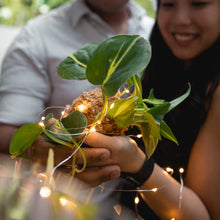 Load image into Gallery viewer, Sweetheart Kokeball