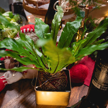 Load image into Gallery viewer, Latte Kokeball