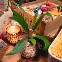 Load image into Gallery viewer, Staghorn Kokeball