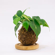 Load image into Gallery viewer, Sweetheart Kokeball