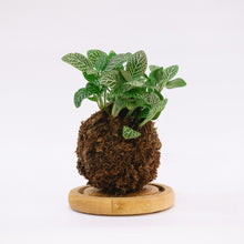 Load image into Gallery viewer, White Nerve Kokeball