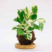 Load image into Gallery viewer, V. Pothos Kokeball