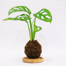 Load image into Gallery viewer, Swiss Cheese Kokeball