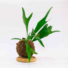 Load image into Gallery viewer, Staghorn Kokeball