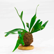 Load image into Gallery viewer, Staghorn Kokeball