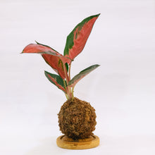 Load image into Gallery viewer, Rudolph’s Kokeball