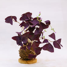 Load image into Gallery viewer, Oxalis Kokeball Centerpiece