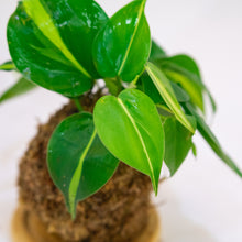 Load image into Gallery viewer, Sweetheart Kokeball