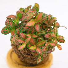 Load image into Gallery viewer, Red Nerve Kokeball