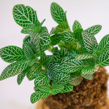 Load image into Gallery viewer, White Nerve Kokeball