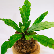 Load image into Gallery viewer, Silverwing Kokeball