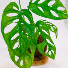 Load image into Gallery viewer, Swiss Cheese Kokeball