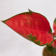 Load image into Gallery viewer, Rudolph’s Kokeball