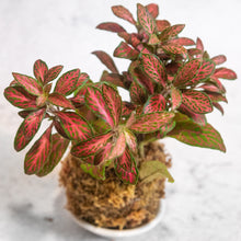 Load image into Gallery viewer, Red Nerve Kokeball