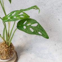 Load image into Gallery viewer, Swiss Cheese Kokeball