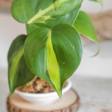 Load image into Gallery viewer, Sweetheart Kokeball