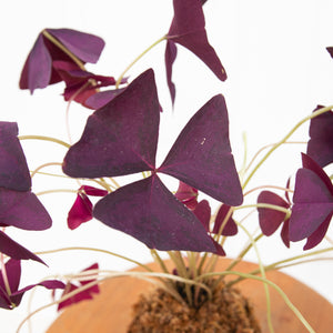 Oxalis Kokeball Centerpiece
