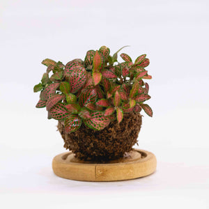 Red Nerve Kokeball