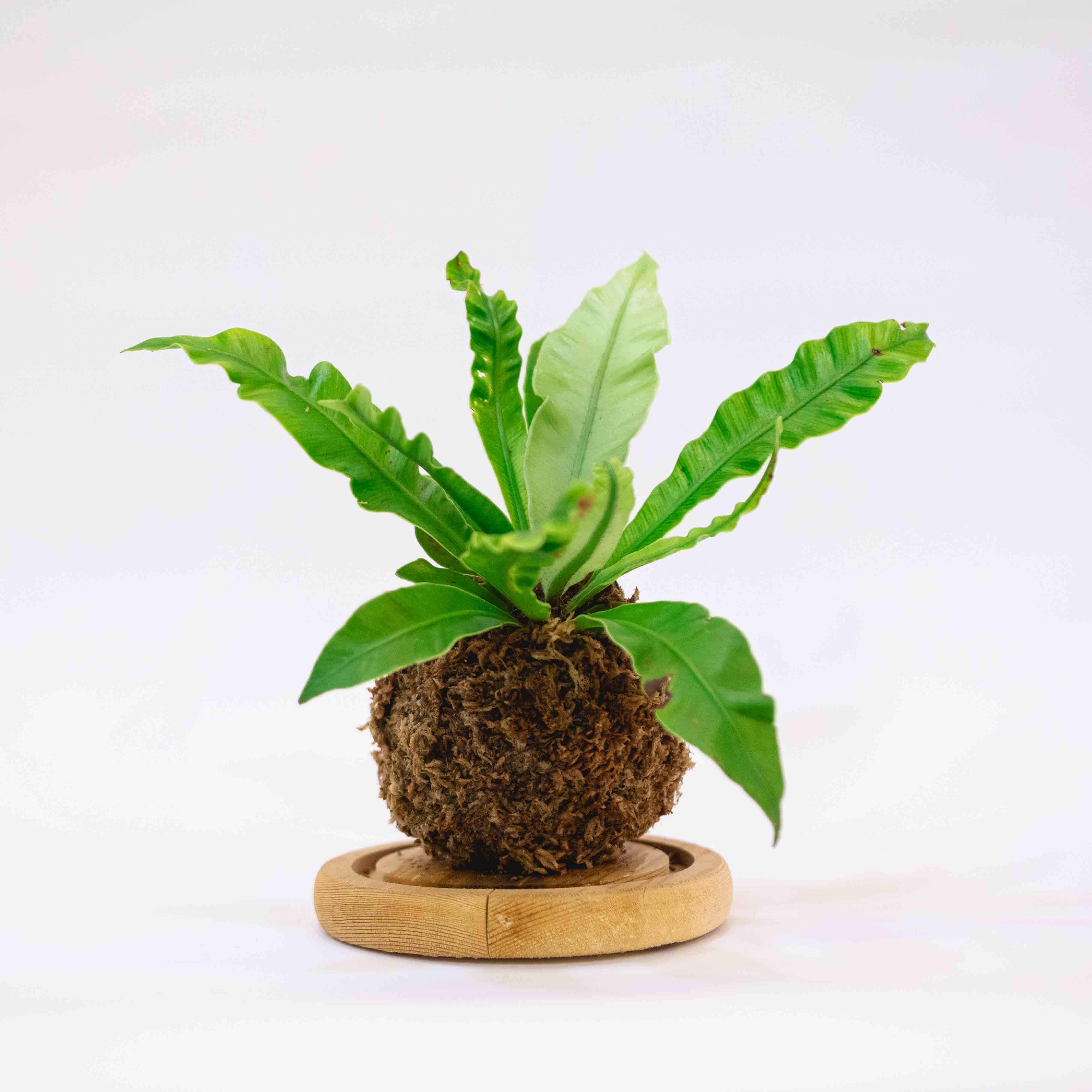 birds nest fern kokedama Silverwing Kokeball