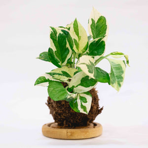 V. Pothos Kokeball