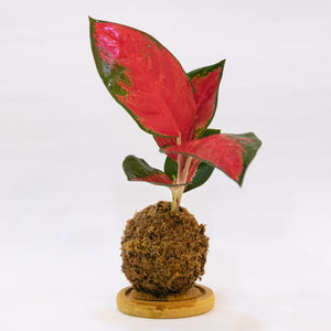 Rudolph’s Kokeball