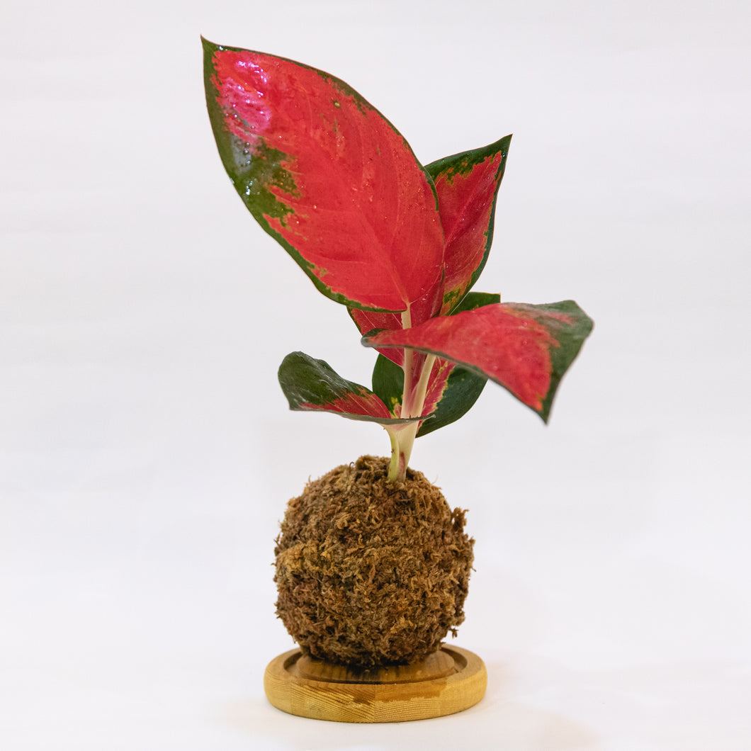 Rudolph’s Kokeball