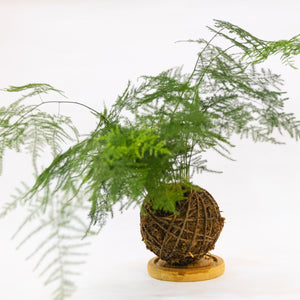 Asparagus Fern Kokeball
