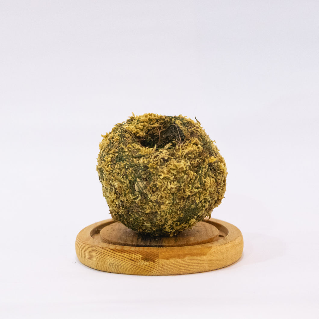 Kokeball Empty Moss Husk
