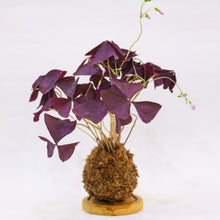 Load image into Gallery viewer, Oxalis Kokeball Centerpiece

