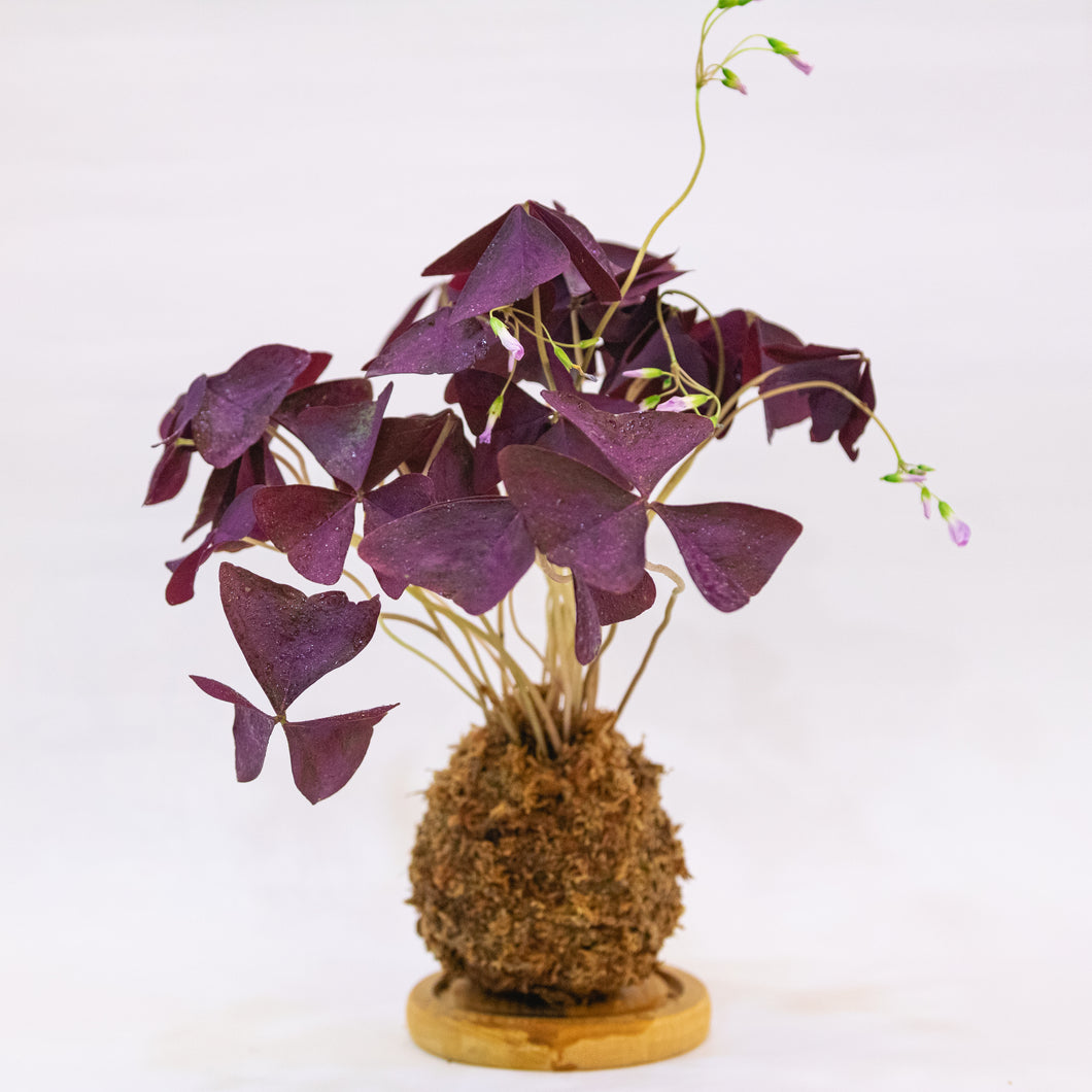 Oxalis Kokeball Centerpiece