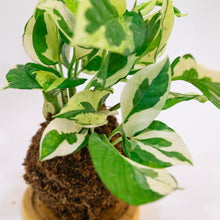 Load image into Gallery viewer, V. Pothos Kokeball
