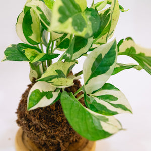V. Pothos Kokeball