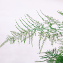 Load image into Gallery viewer, Asparagus Fern Kokeball
